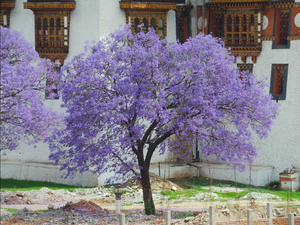 Punakha Dzong07